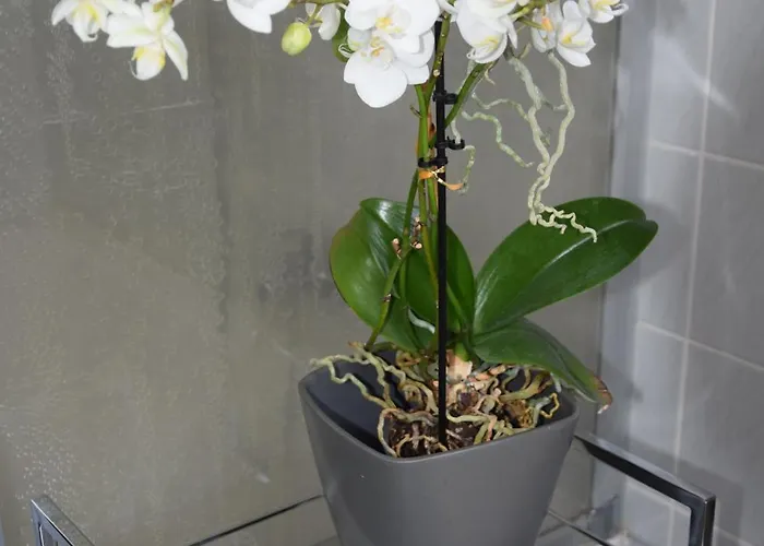 Apartment Garconniere Im Ehemaligen Austria