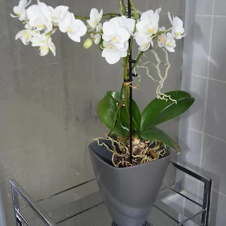 Apartment Garconniere Im Ehemaligen Austria